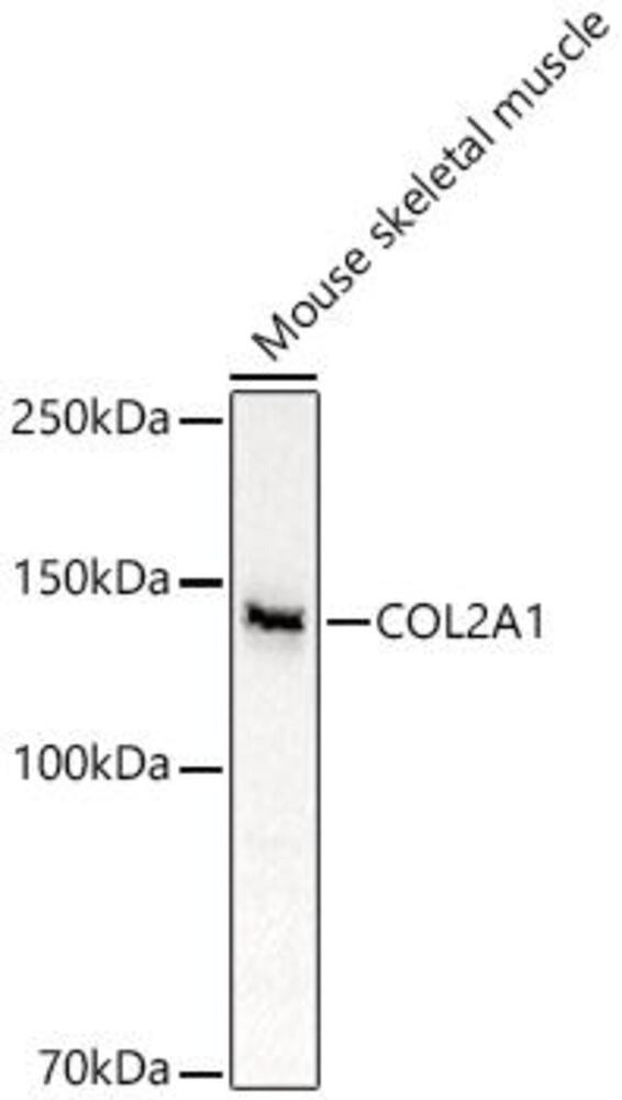 3C9K.1, Antibodies.Com
