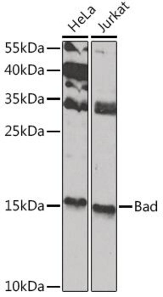 3C9L.1, Antibodies.Com