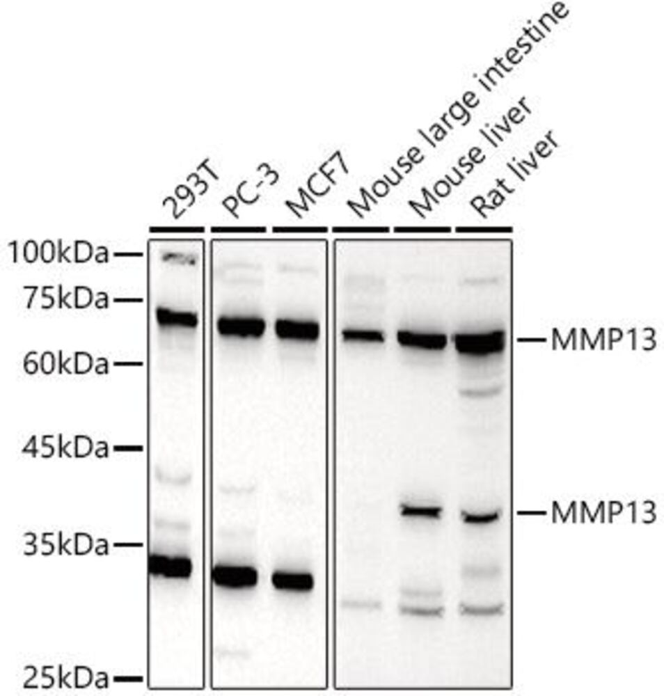 3C9N.1, Antibodies.Com