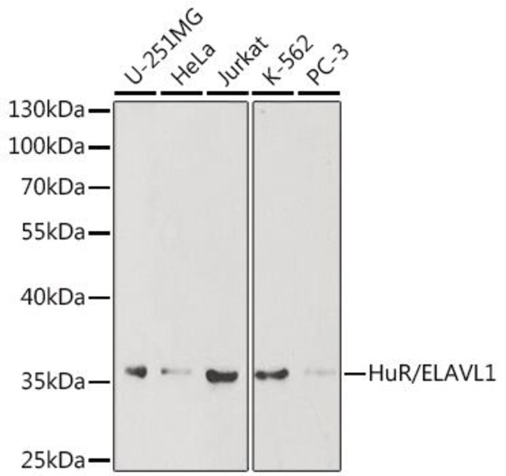 3C9P.1, Antibodies.Com