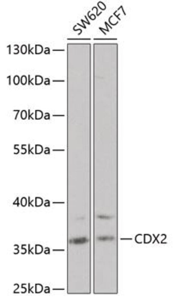 3C9T.1, Antibodies.Com