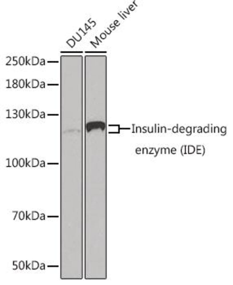 3C9X.1, Antibodies.Com