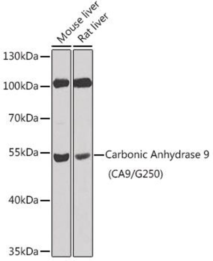 3C9Y.1, Antibodies.Com