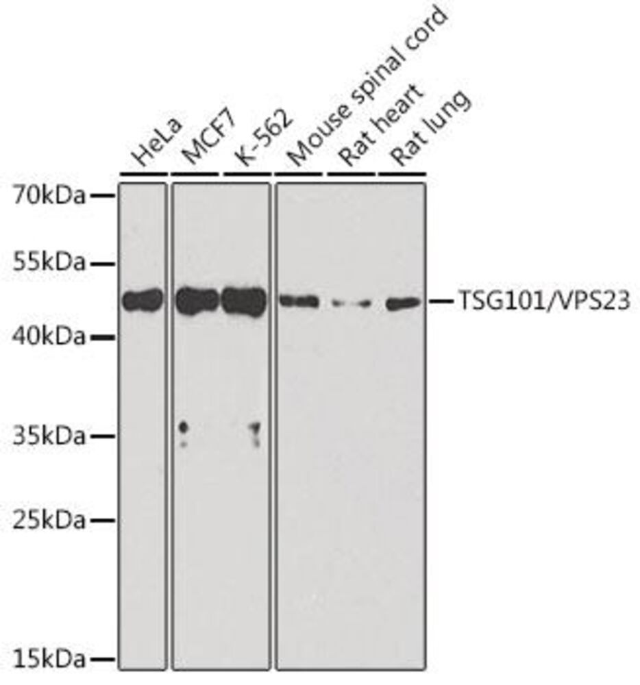 3CA0.1, Antibodies.Com