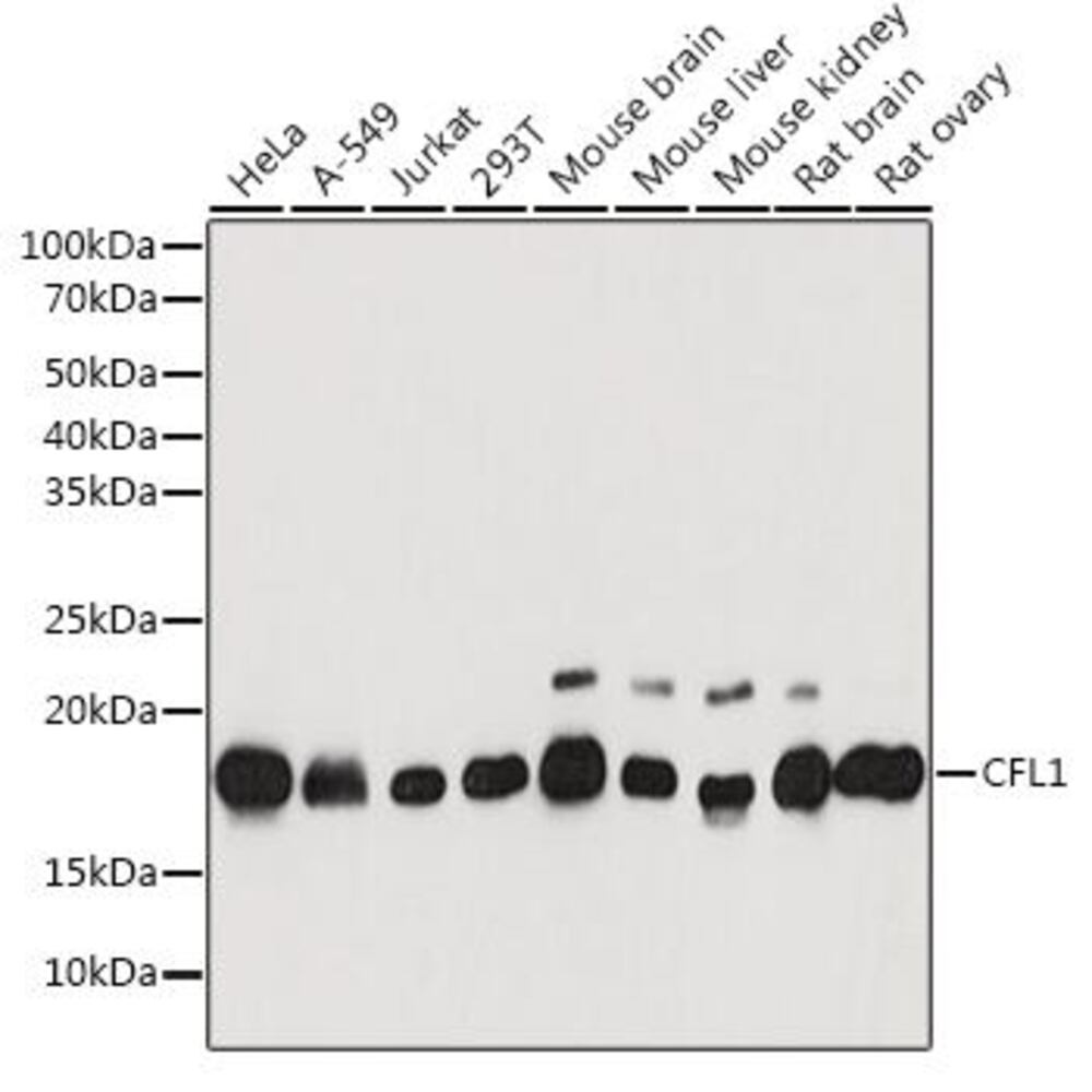 3CA1.1, Antibodies.Com