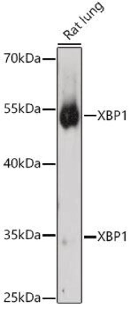 3CA2.1, Antibodies.Com