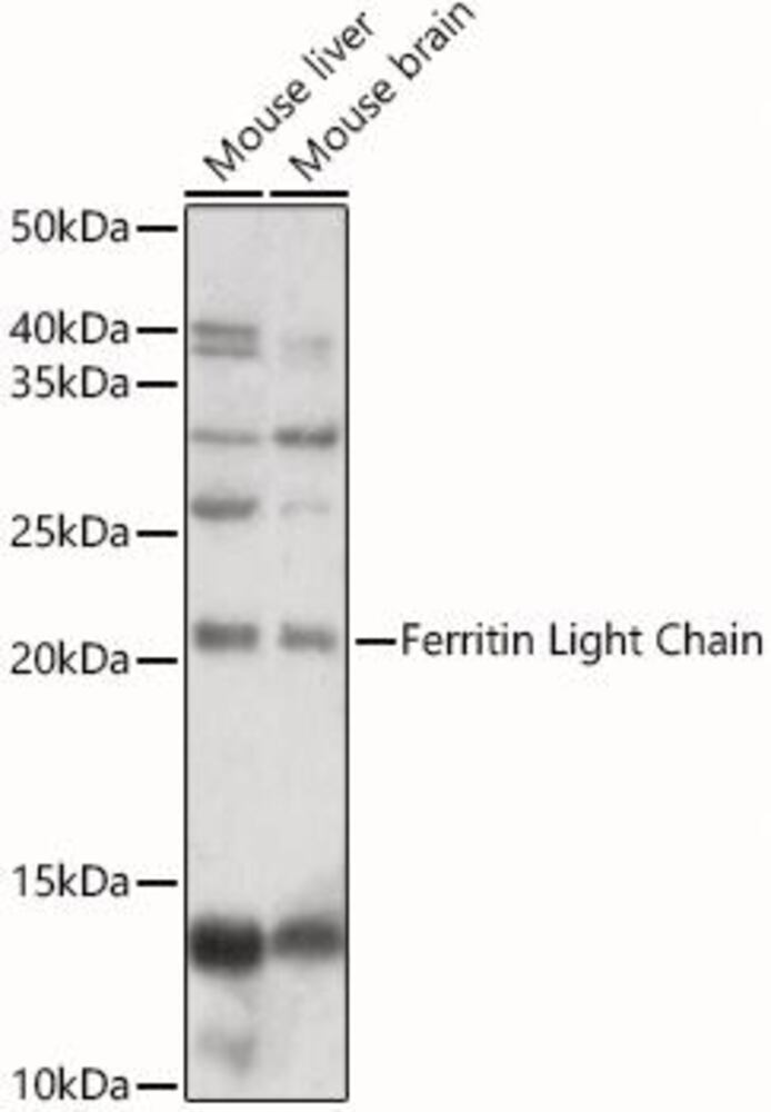 3CA3.1, Antibodies.Com