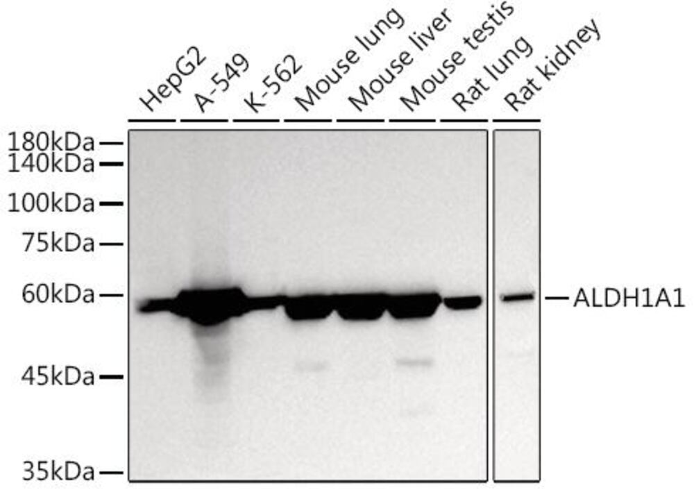 3CA4.1, Antibodies.Com
