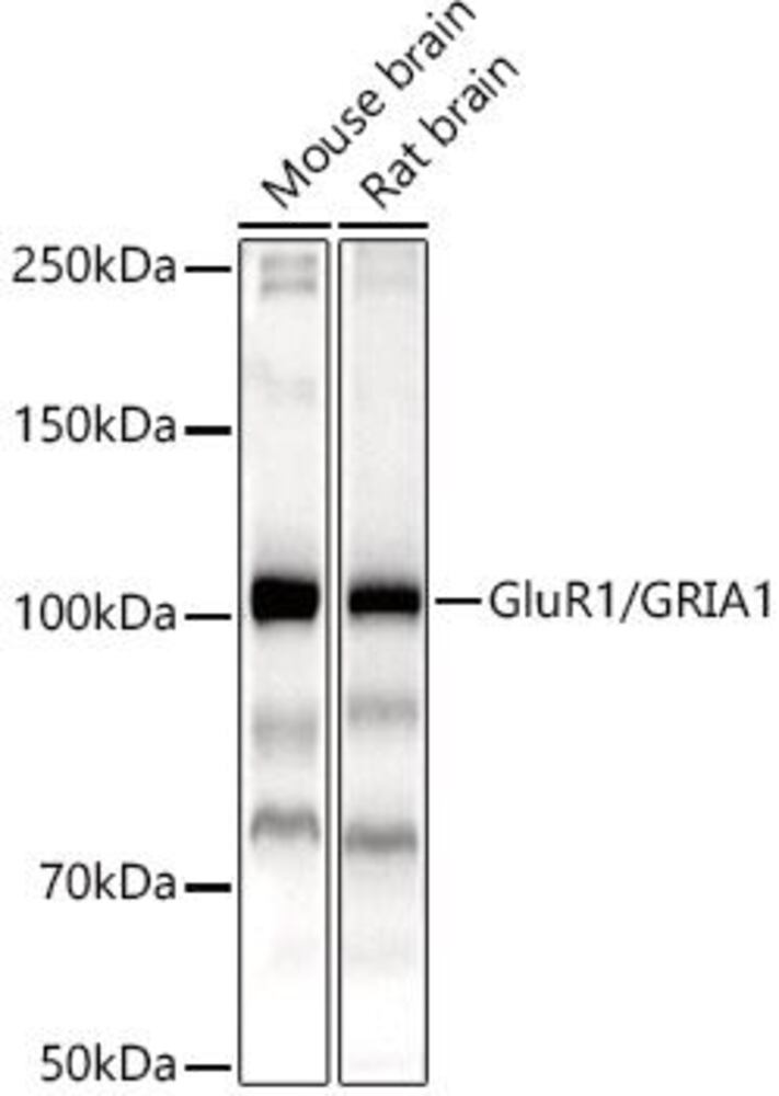 3CA5.1, Antibodies.Com