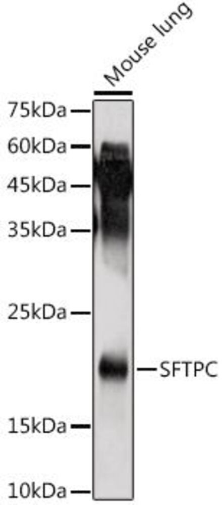 3CA6.1, Antibodies.Com