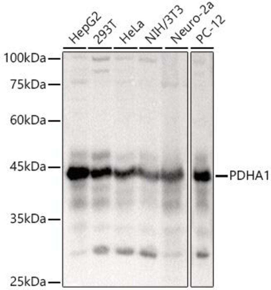 3CA7.1, Antibodies.Com
