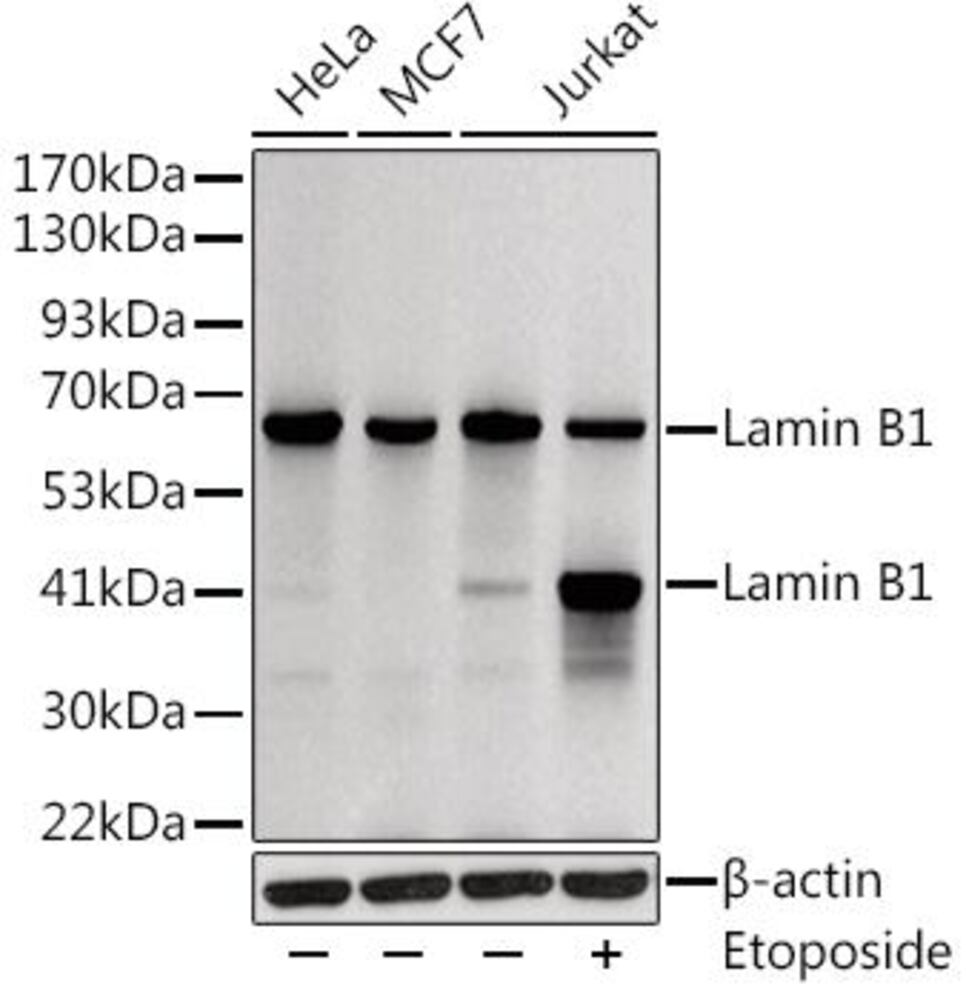 3CA8.1, Antibodies.Com