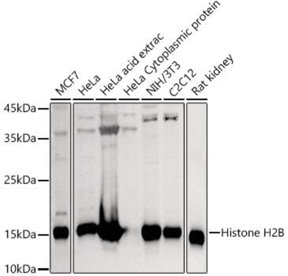 3CA9.1, Antibodies.Com