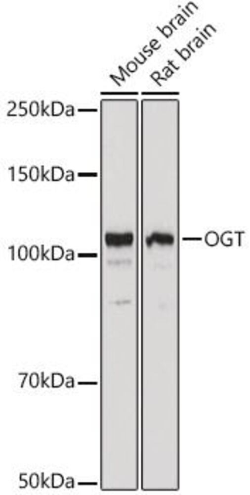 3CAA.1, Antibodies.Com