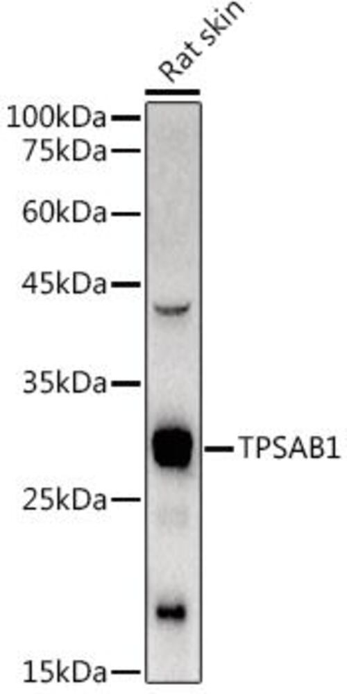 3CAE.1, Antibodies.Com
