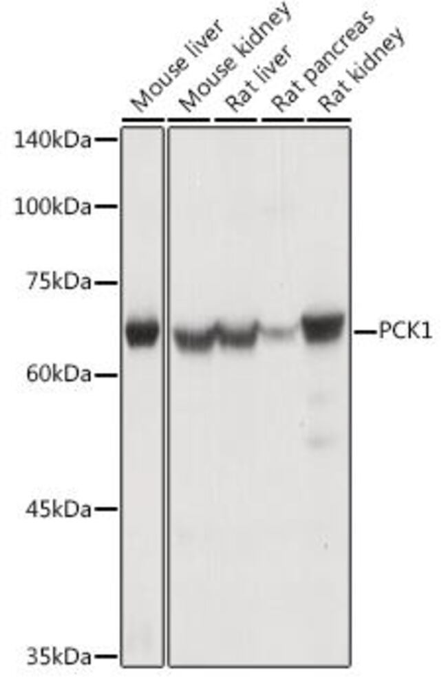 3CAH.1, Antibodies.Com