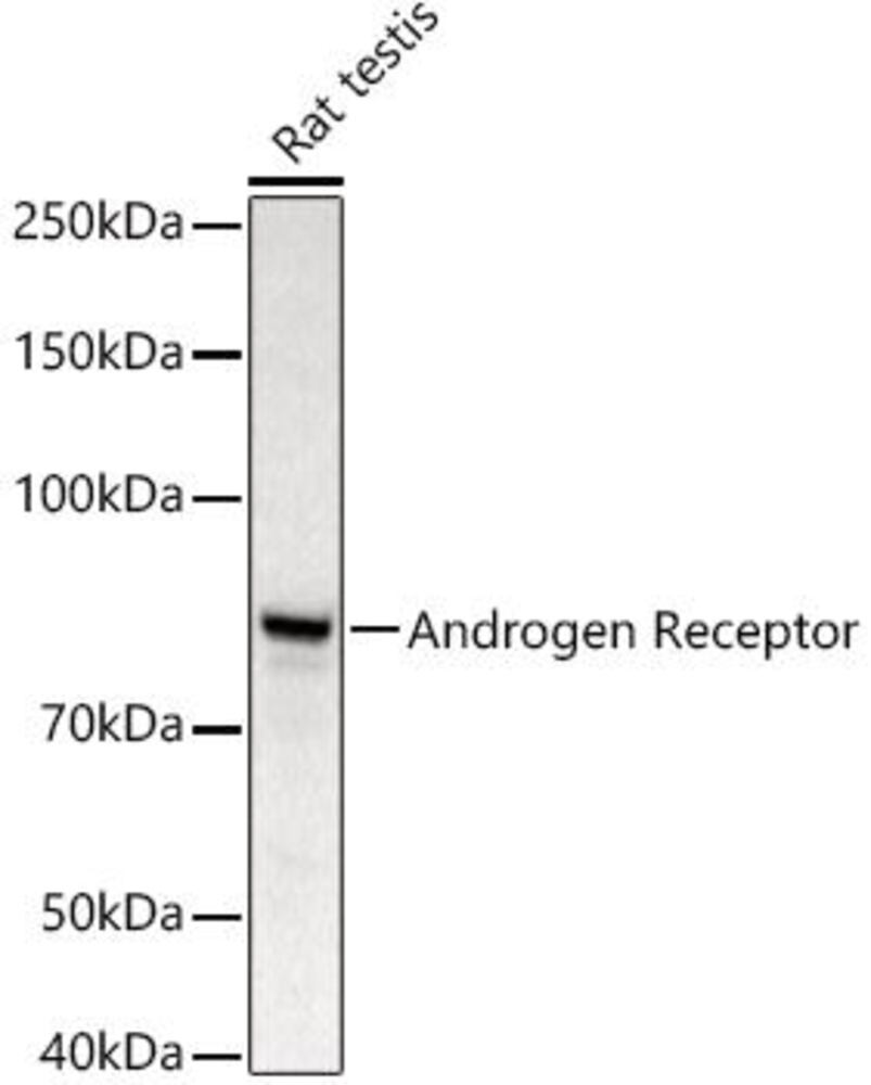 3CAK.1, Antibodies.Com