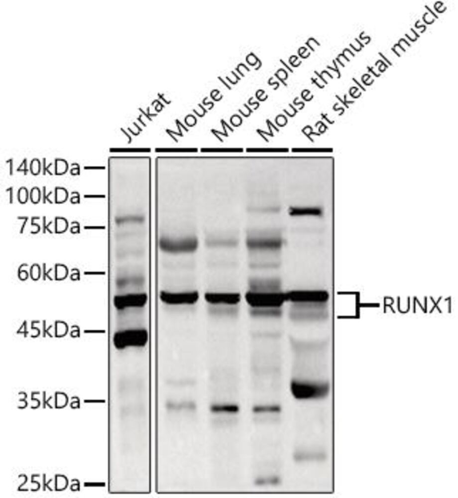 3CAL.1, Antibodies.Com