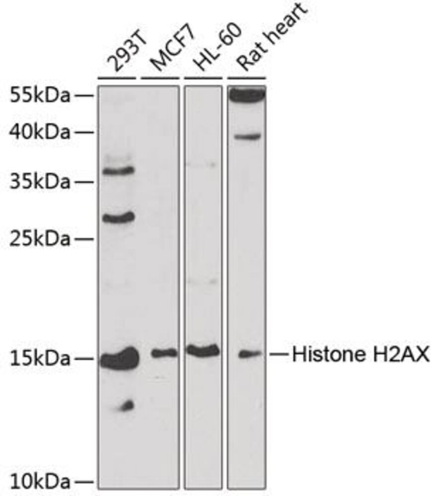 3CAN.1, Antibodies.Com
