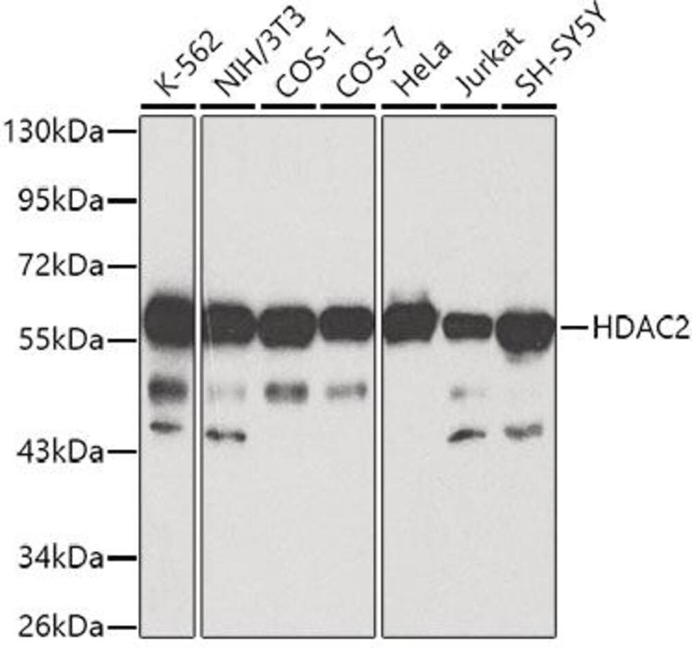 3CAP.1, Antibodies.Com
