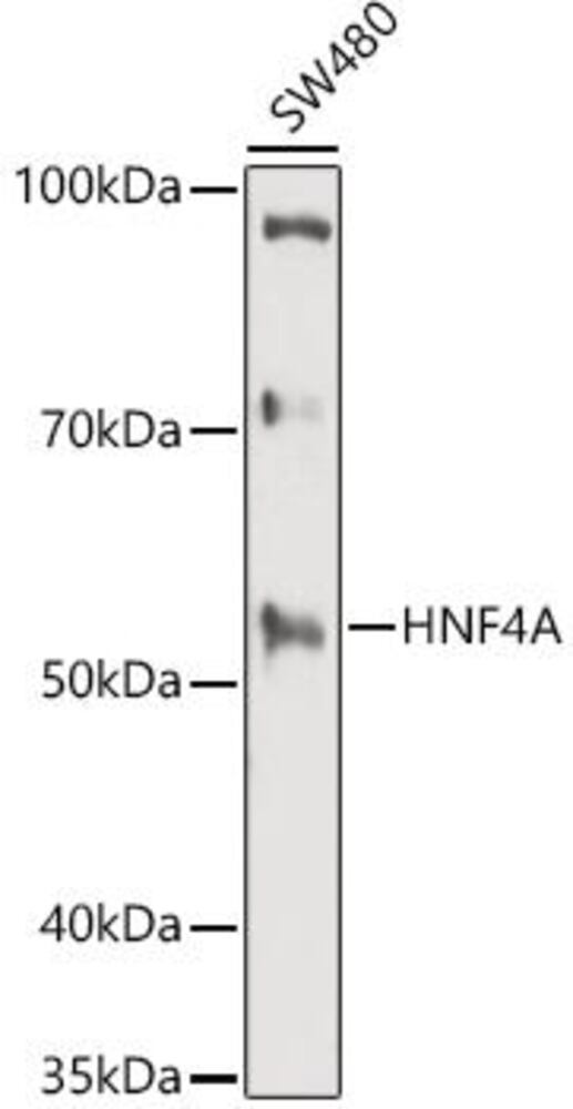 3CAT.1, Antibodies.Com