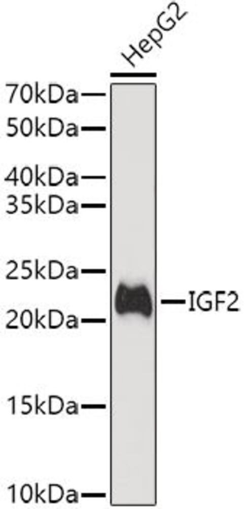 3CAX.1, Antibodies.Com
