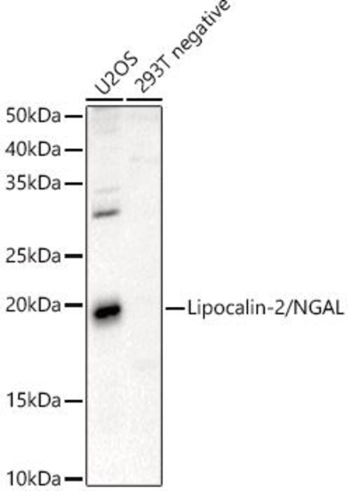 3CAY.1, Antibodies.Com