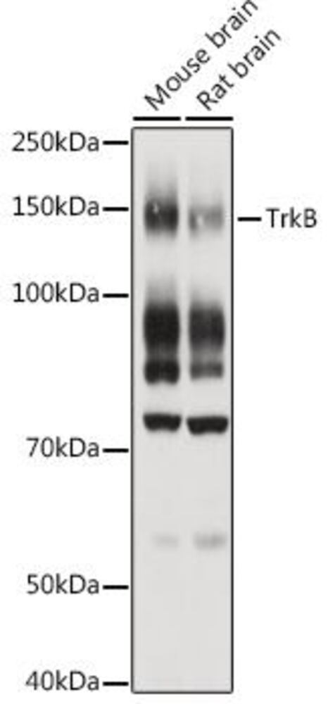 3CC0.1, Antibodies.Com