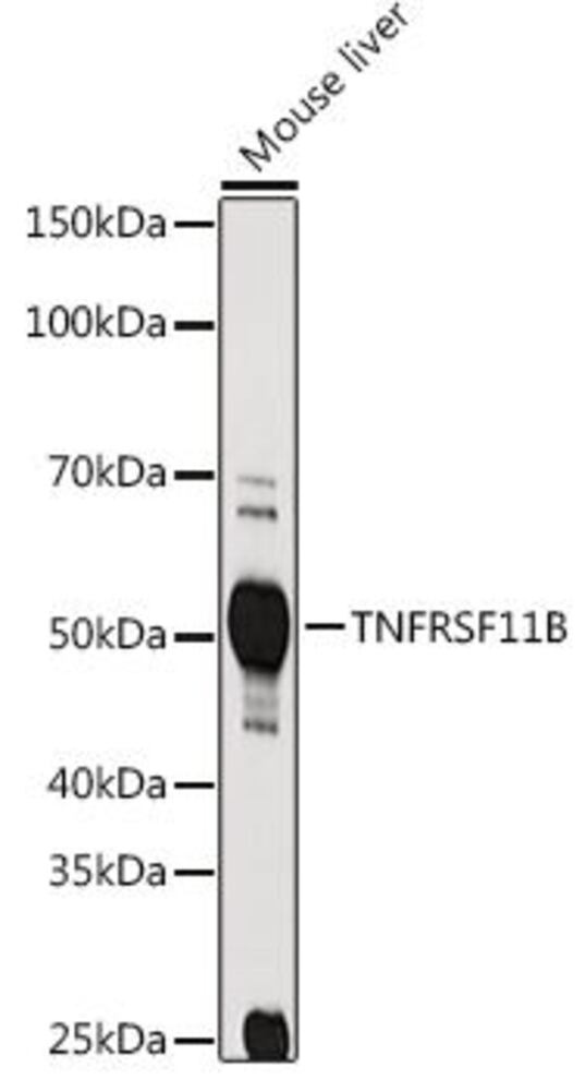 3CC1.1, Antibodies.Com
