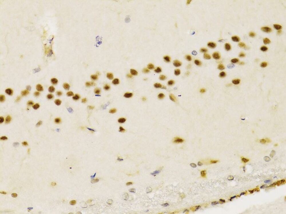 3CC3.1, Antibodies.Com