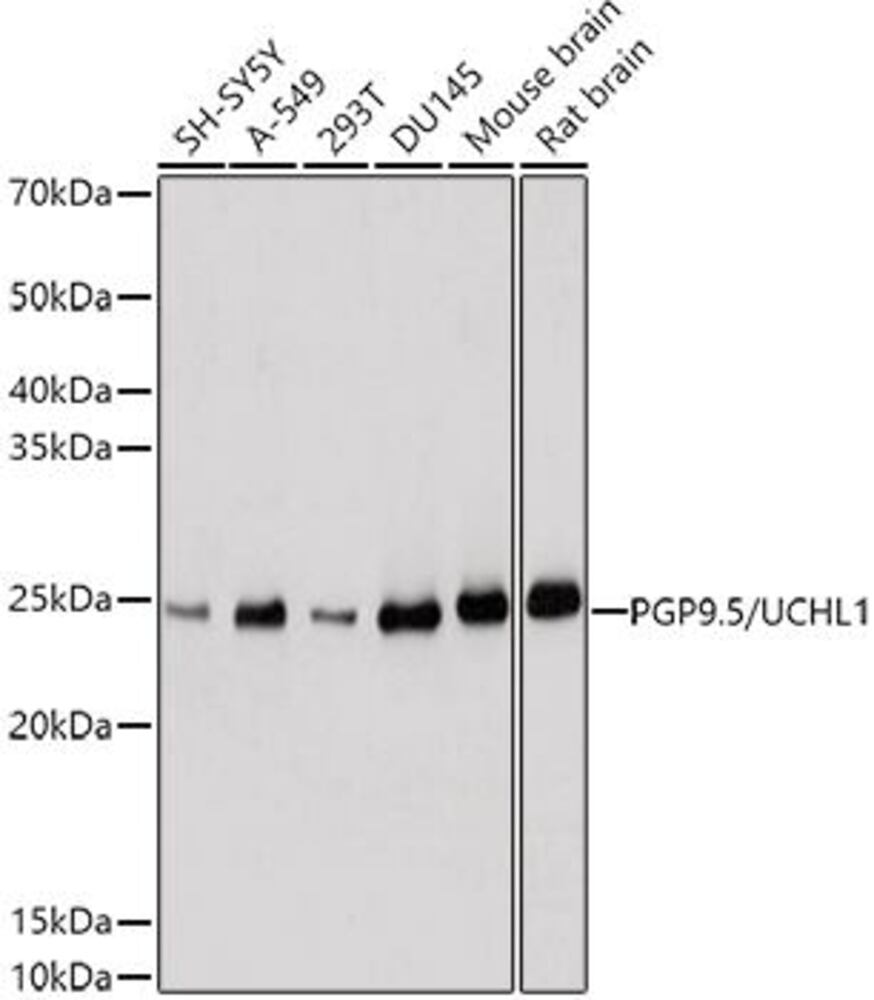 3CC4.1, Antibodies.Com