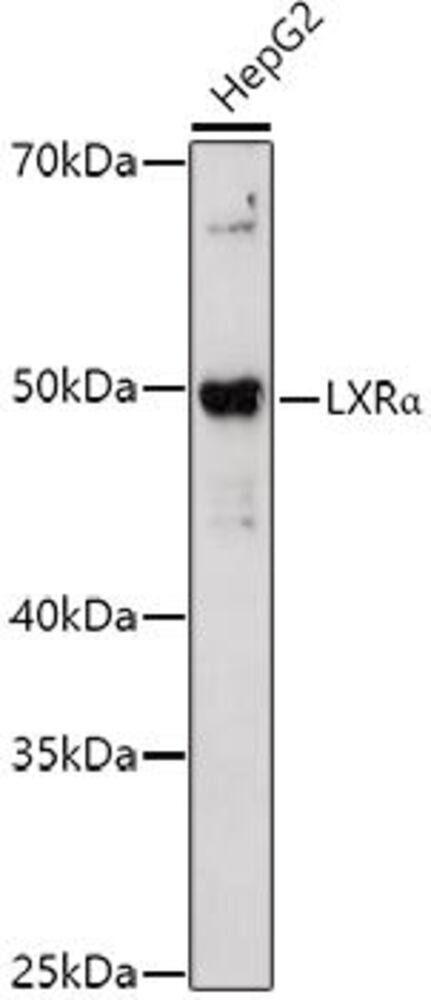 3CC6.1, Antibodies.Com