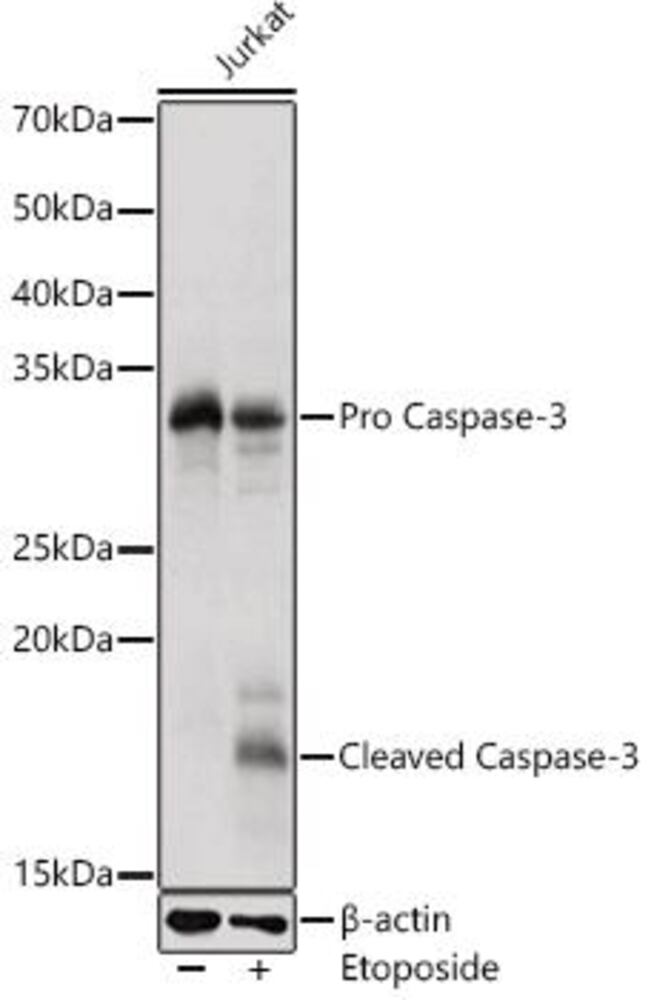 3CC7.1, Antibodies.Com