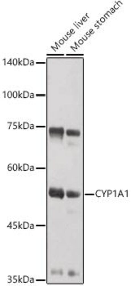 3CC8.1, Antibodies.Com