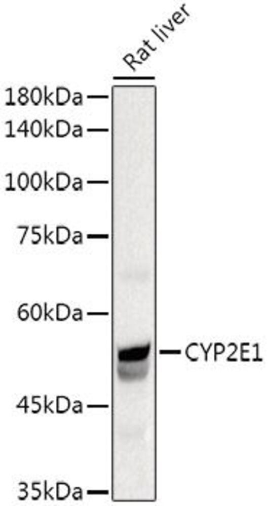 3CC9.1, Antibodies.Com