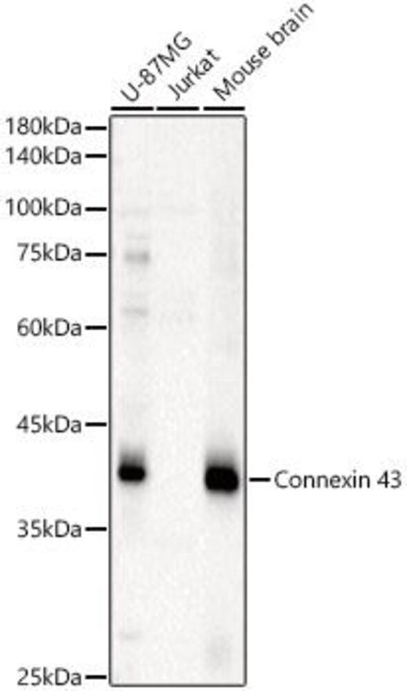 3CCA.1, Antibodies.Com