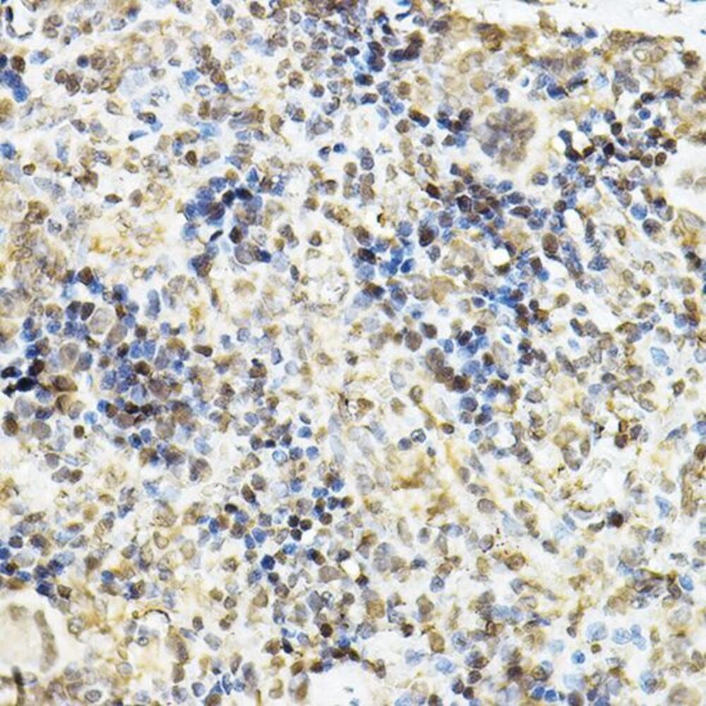 3CCC.1, Antibodies.Com