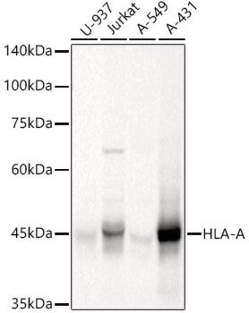 3CCE.1, Antibodies.Com