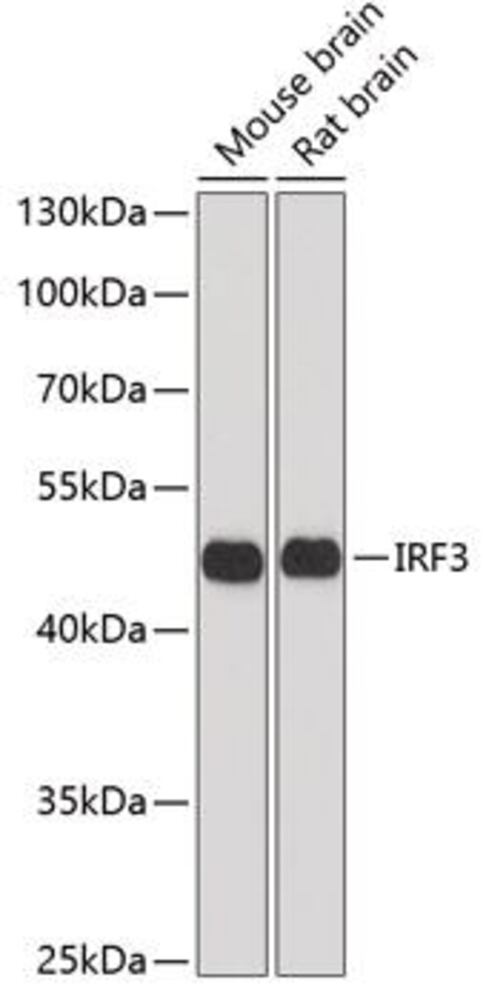 3CCH.1, Antibodies.Com
