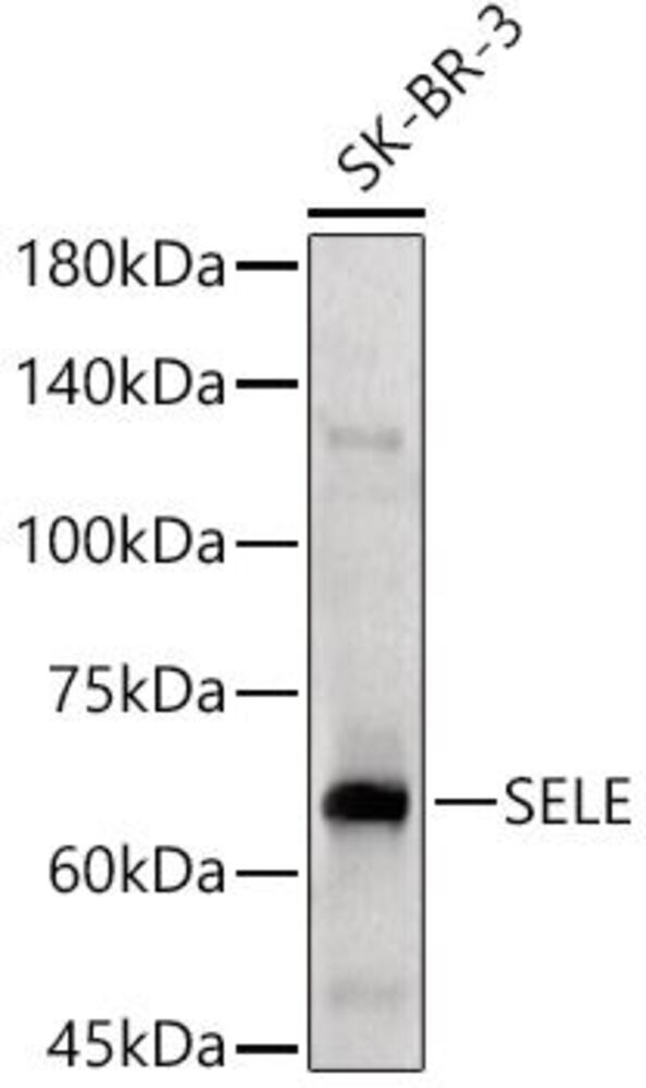 3CCL.1, Antibodies.Com