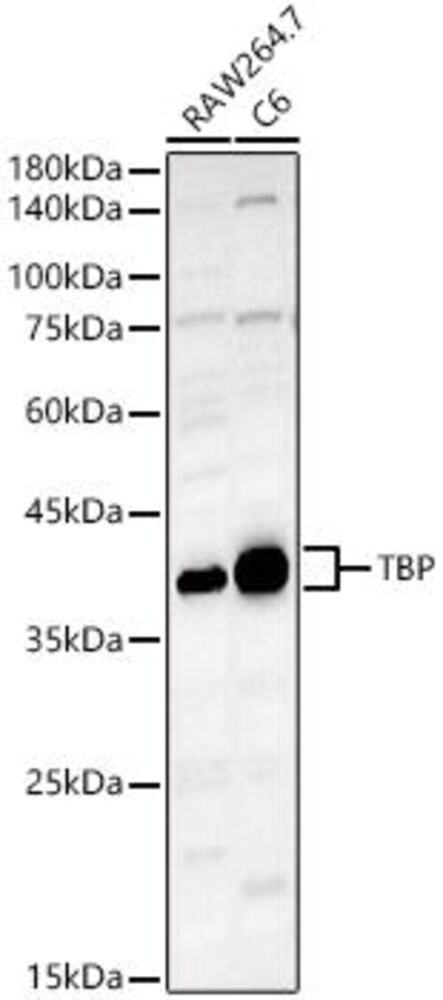 3CCN.1, Antibodies.Com