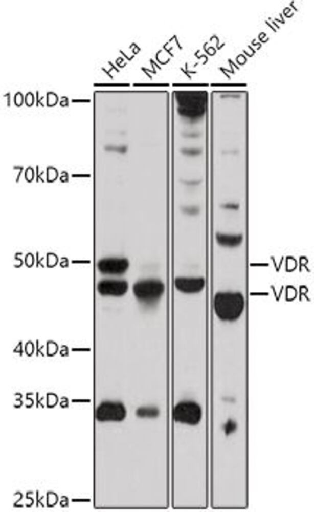 3CCP.1, Antibodies.Com
