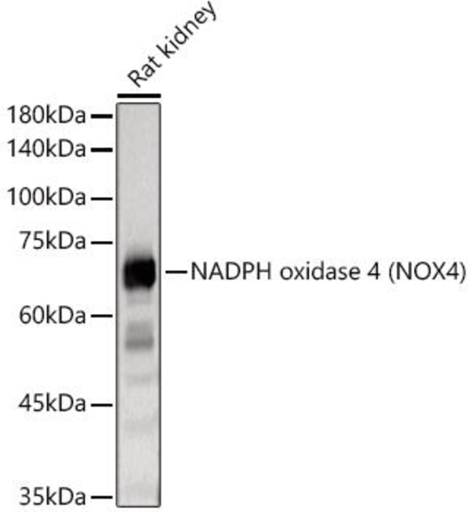 3CCT.1, Antibodies.Com