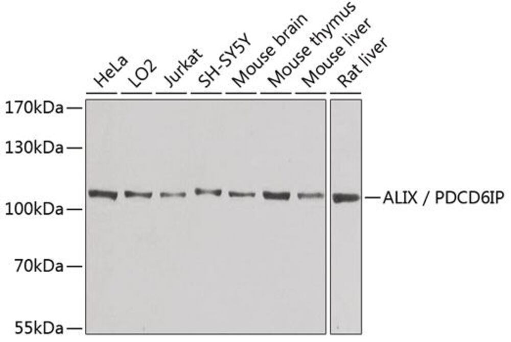 3CCX.1, Antibodies.Com