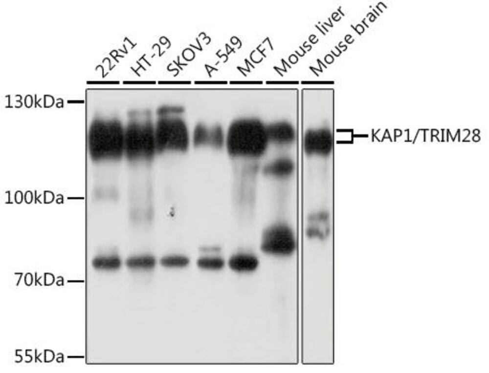 3CCY.1, Antibodies.Com