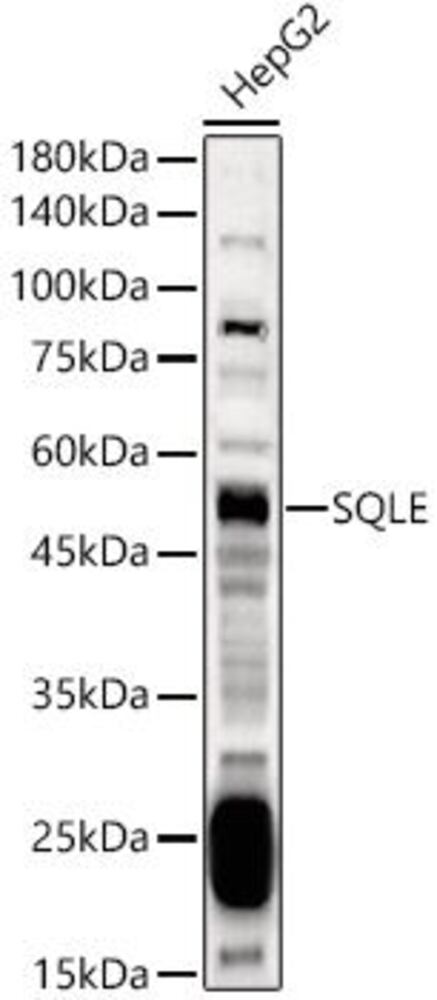3CE0.1, Antibodies.Com