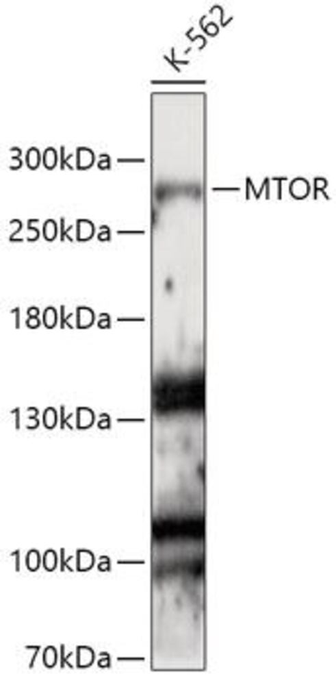 3CE1.1, Antibodies.Com