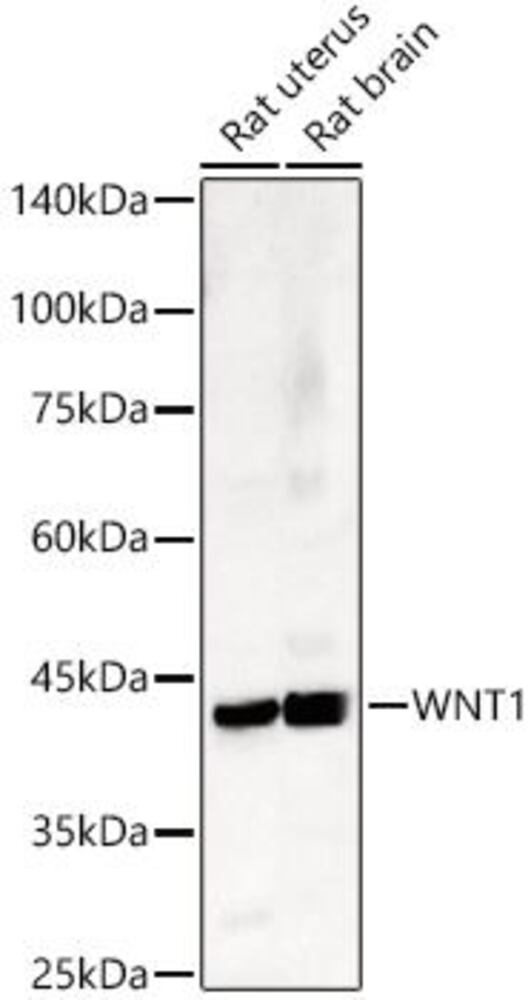 3CE2.1, Antibodies.Com