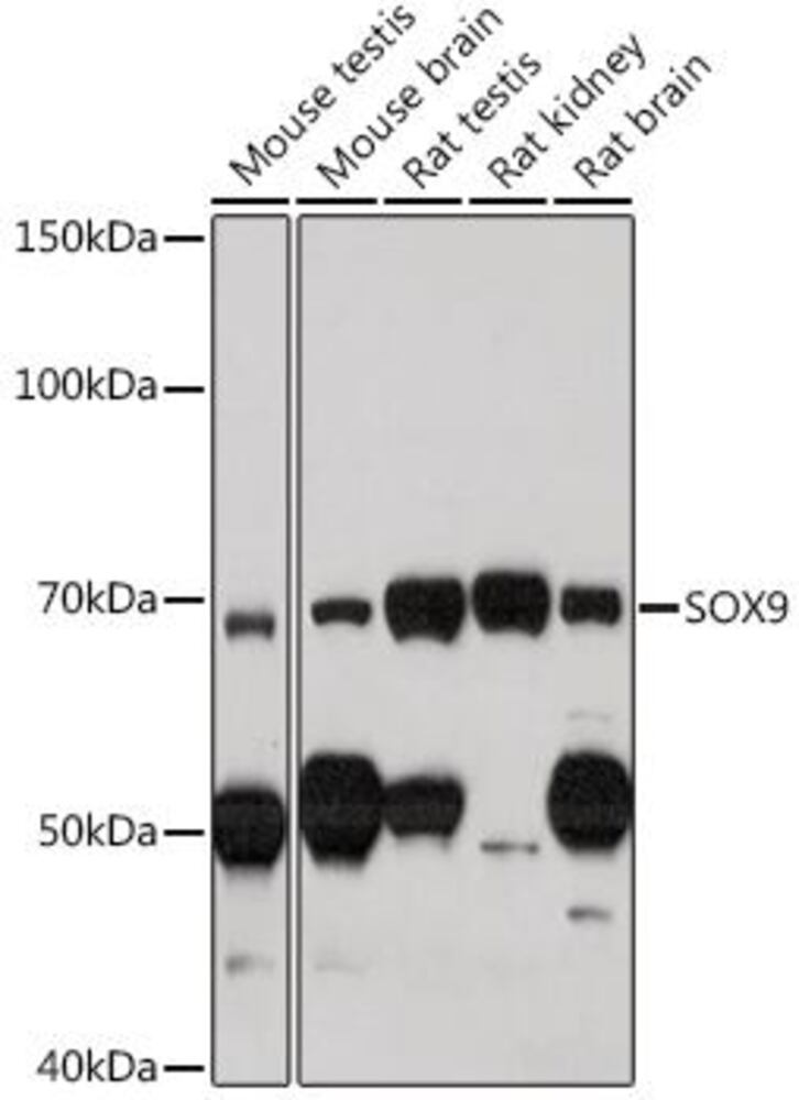 3CE3.1, Antibodies.Com
