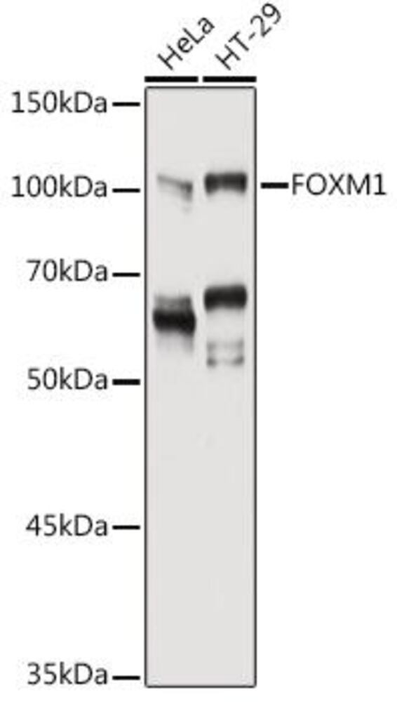 3CE4.1, Antibodies.Com